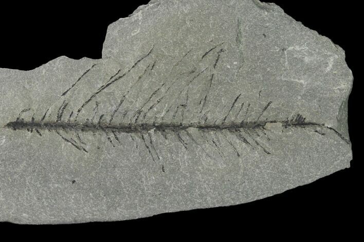 Pennsylvanian Fossil Horsetail (Sphenophyllum?) Plate - Kentucky #158715